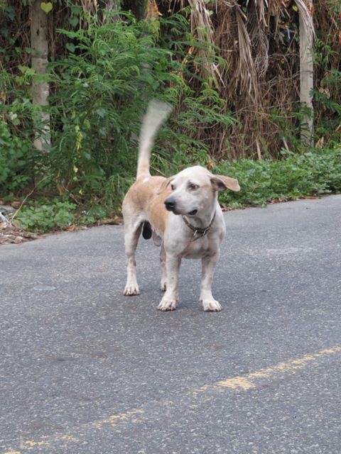 Meidän kadun "Pallikoira". Lienee selvää mistä sai nimensä. Näkisittepä hänen juoksevan...
