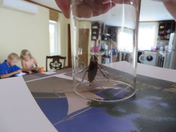 Aamulla keittiöstä löytynyt "pikku ystävä" joutui pihalle. Tämä oli eka torakka jonka näin meillä!