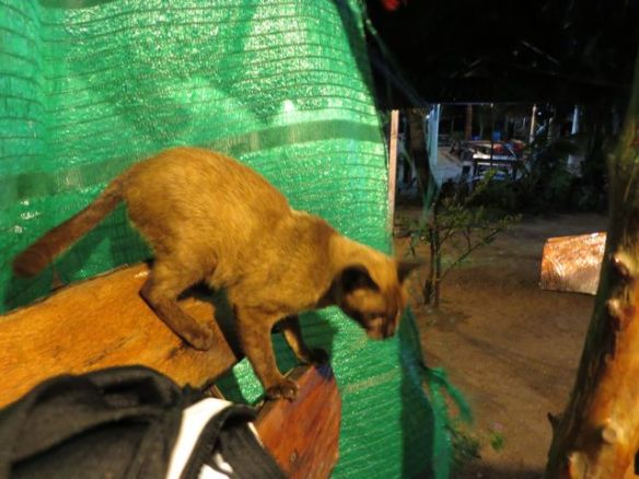 Tämä kaveri lyöttäytyi seuraamme odottamaan lähtöämme -saattoivat kalanjämät mennä heti parempiin suihin!