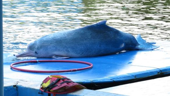Tämän delfiinin lempitemppu oli pötkähtää laiturille makoilemaan
