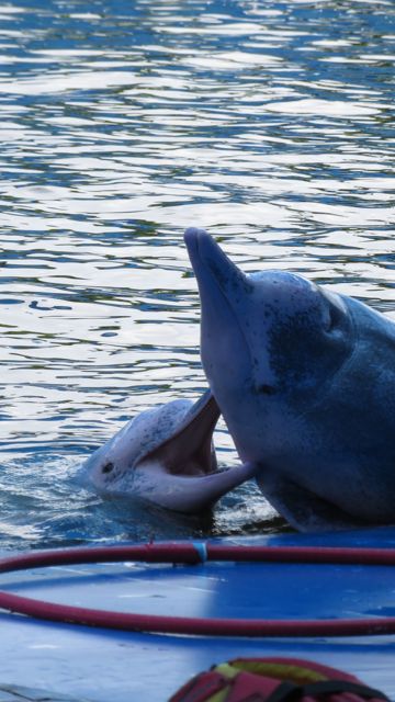 Vankeudessa syntynyt poikanen leikkii emon kanssa