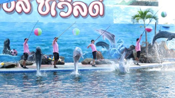 Varsinaisen shown aikana delfiinit eivät olleet kovin halukkaita temppuilemaan, mutta näyttivät kyllä mm. muutamia hienoja hyppyä