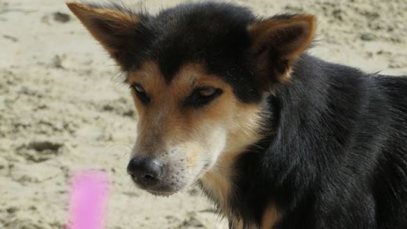 Kuvien koirat eivät liity tapaukseen!