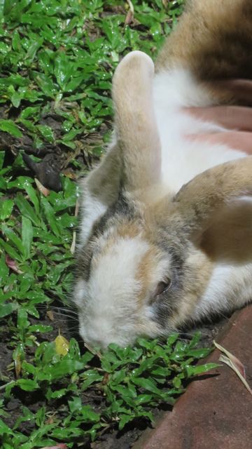 Tätä pupua sai paijata mielin määrin!