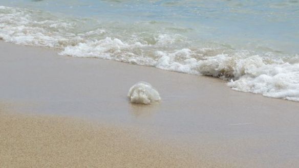 Rantaan ajautui useita jopa ison muovikassin kokoisia meduusoita, kuten tämä. Onneksi ei tullut uintireissulla vastaan, iso meduusa voi polttaa jopa hengenvaarallisesti. Pitäisikin pitää mukana etikkaa, joka on kuulemma hyvä ensiapu polttovammaan?