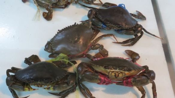 Sea Food -ravintolan valikoima oli taatusti tuoretta!