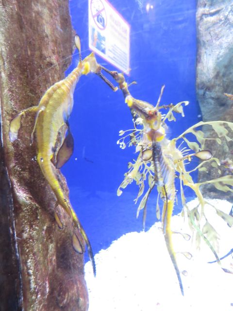 Merestä löytyy kaikenlaisia olioita, joita ei ole voinut kuvitellakaan.