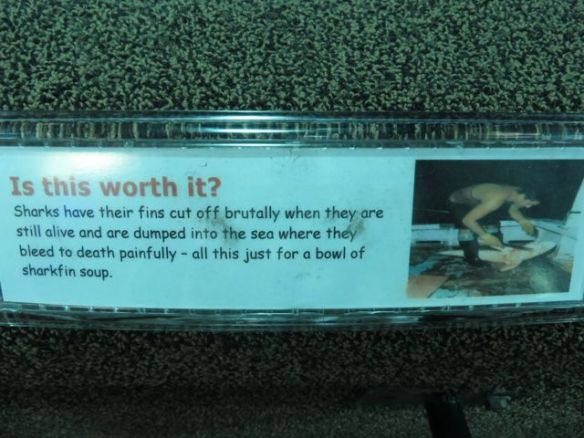 Ei kai kukaan asioista vähänkään tajuava syö haineväkeittoa...!