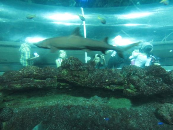 Vepu ja Oppu ja hai!