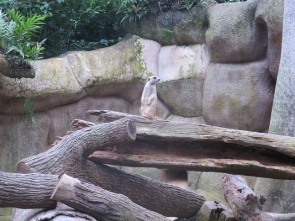 Hakuna matataa! Vai mites se meni...