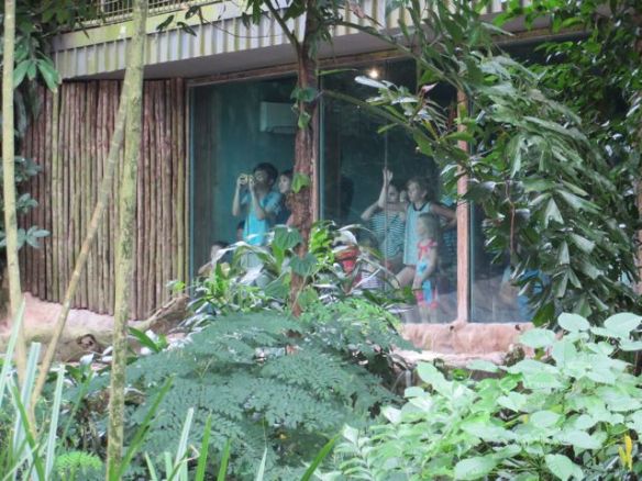 Tällaisiin koppeihin pääsi hiukan lähemmäksi katsomaan mm. leijonia