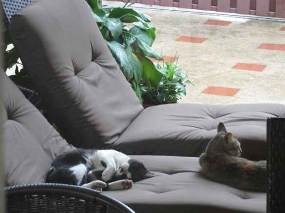 Aurinkotuoleihin hankittiin uudet pehmusteet, ja heti meille ilmestyi uusia yövieraita...