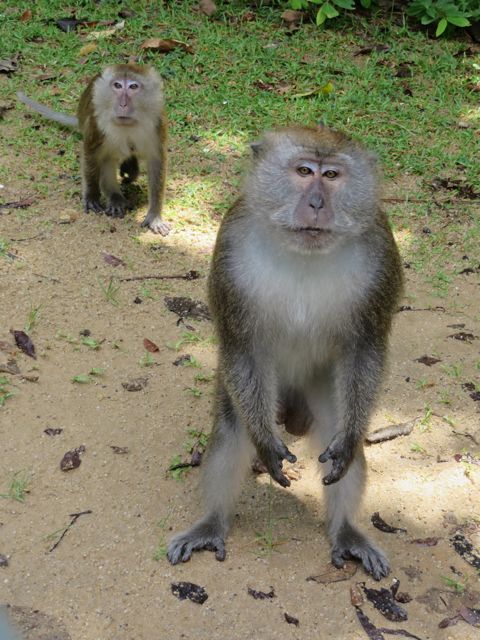 Saarella on runsaasti apinoita, nämä tulivat heti auton luo ja olisivat varmaan tulleet autoonkin, jos olisin avannut ovea yhtään enempää...