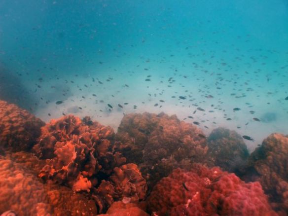 Diving Pattaya Discover Dive 20.11 (14)