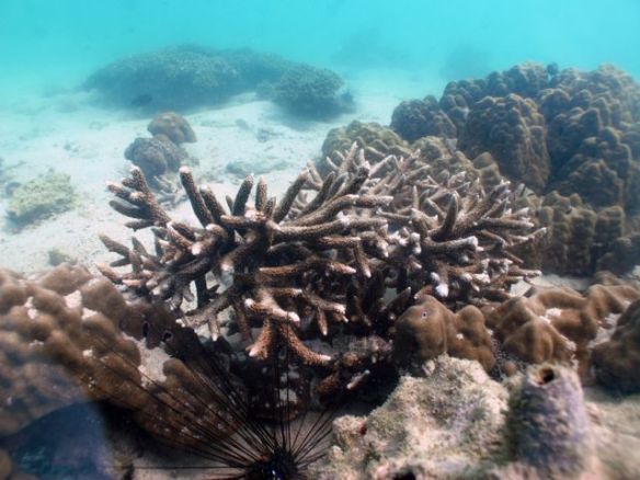 Diving Pattaya Discover Dive 20.11 (20)