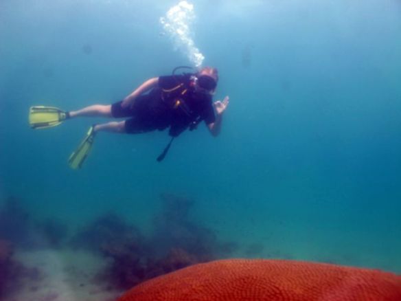 Diving Pattaya Discover Dive 20.11 (27)