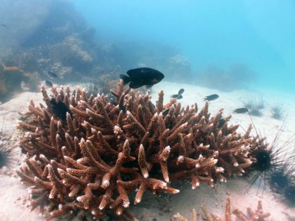 Diving Pattaya Discover Dive 20.11 (34)