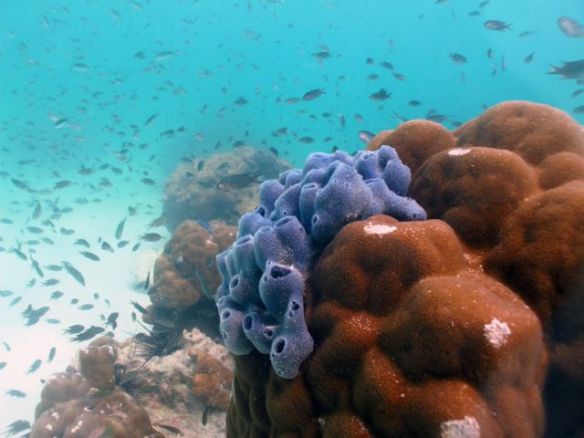 Diving Pattaya Discover Dive 20.11 (42)