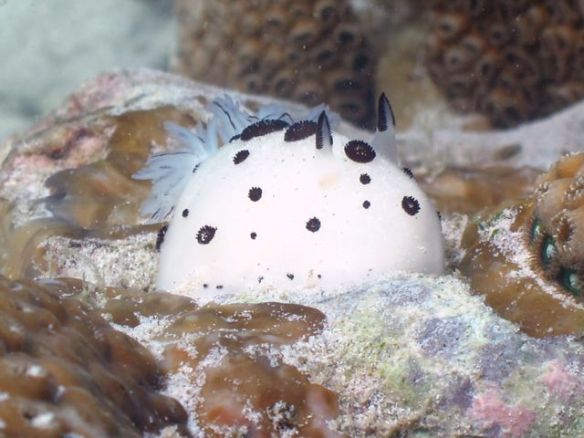 Diving Pattaya Discover Dive 20.11 (45)