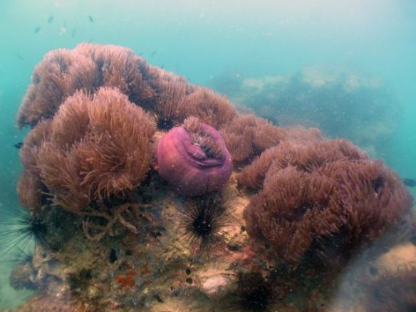 Diving Pattaya Discover Dive 20.11 (49)