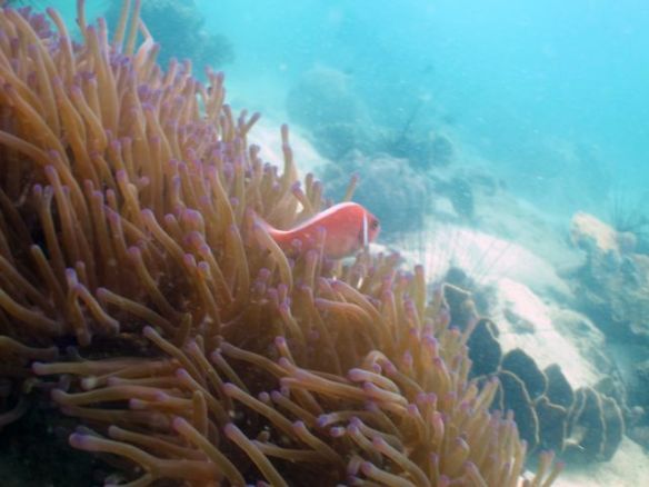 Diving Pattaya Discover Dive 20.11 (55)