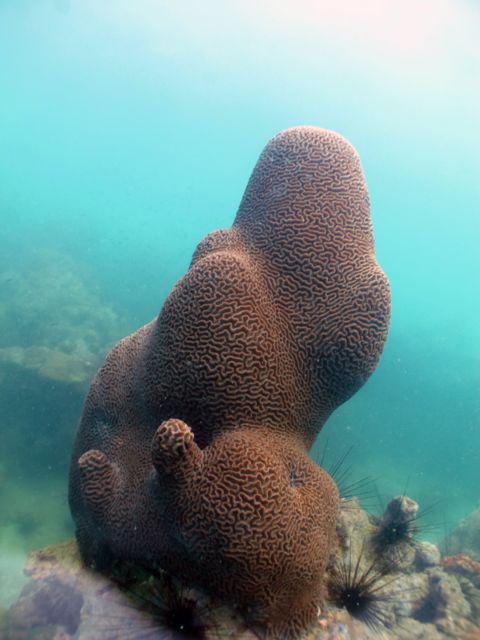 Diving Pattaya Discover Dive 20.11 (60)