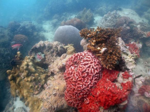 Diving Pattaya Discover Dive 20.11 (62)