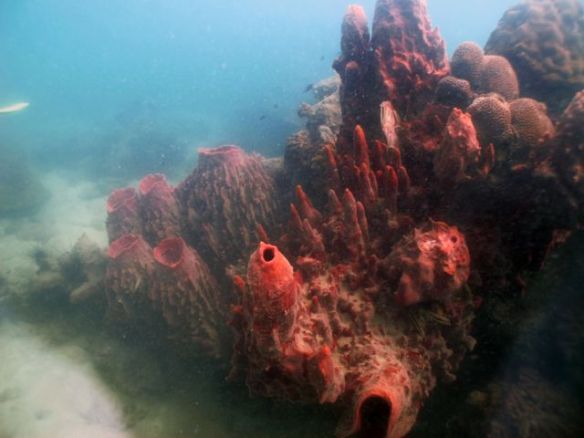 Diving Pattaya Discover Dive 20.11 (64)