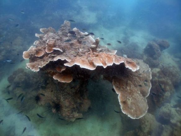 Diving Pattaya Discover Dive 20.11 (66)