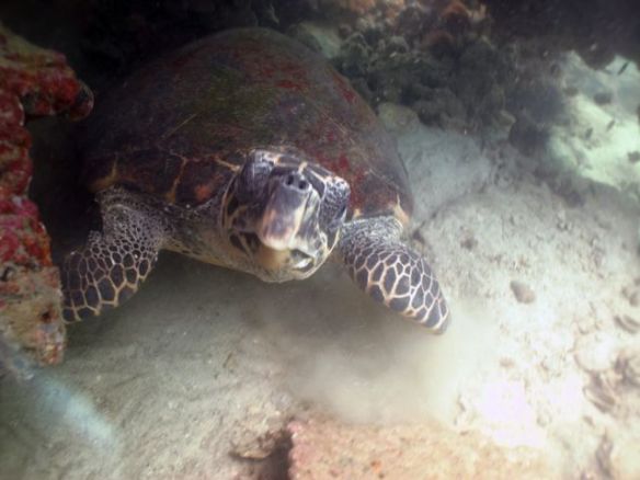 Diving Pattaya Discover Dive 20.11 (70)