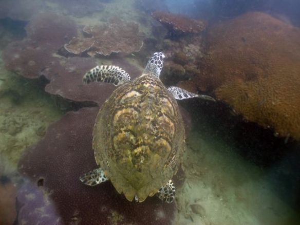 Diving Pattaya Discover Dive 20.11 (78)