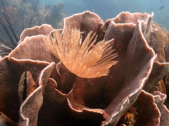 Diving Pattaya Discover Dive 20.11 (81)