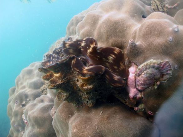 Diving Pattaya Discover Dive 20.11 (83)