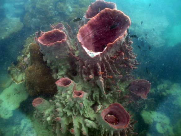 Diving Pattaya Discover Dive 20.11 (84)