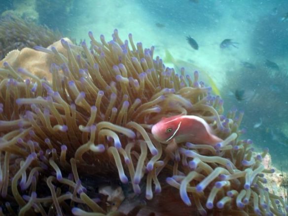 Diving Pattaya Discover Dive 20.11 (88)