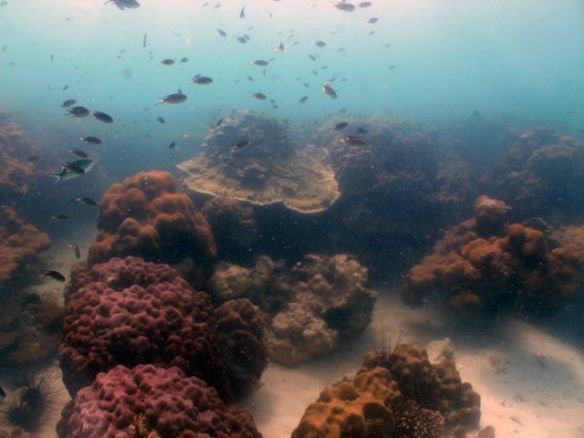 Diving Pattaya Discover Dive 20.11 (9)