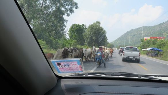 Mopopaimenet laumansa kanssa