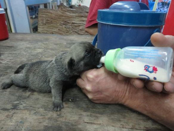 Kaksiviikkoinen pentu keinoemon hoivissa