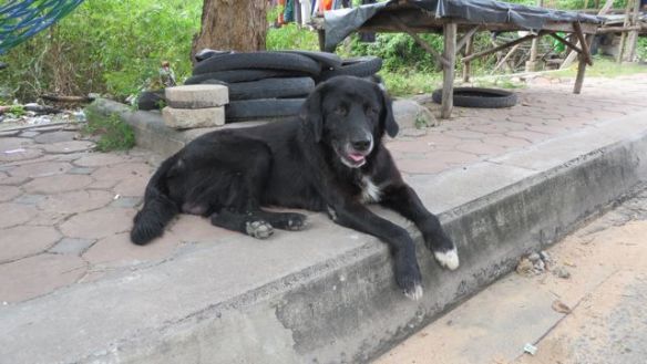 Luulisi koirien hakeutuvan varjoon, mutta suurin osa makoilee keskellä katua auringossa