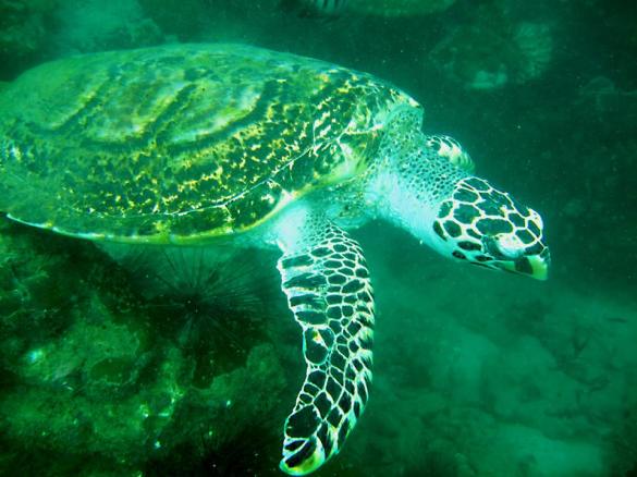 Toinen jättimäisistä kilpikonnista, jootka näimme. Toinen antoi minun silitellä kilpeäänkin!