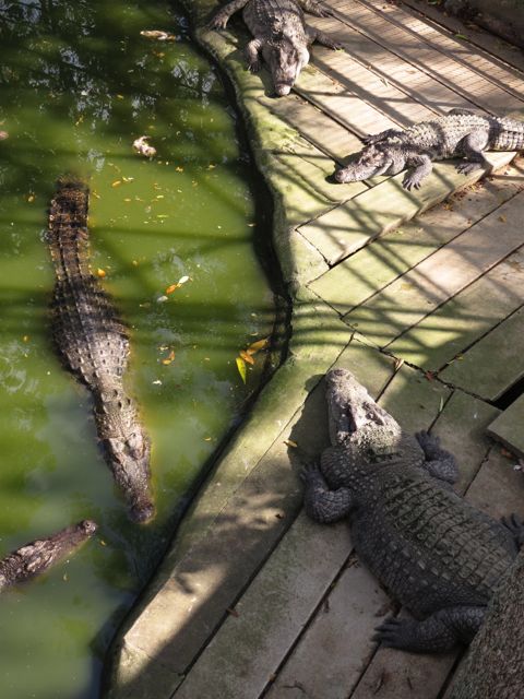 Laiskanpulskeat rumilukset