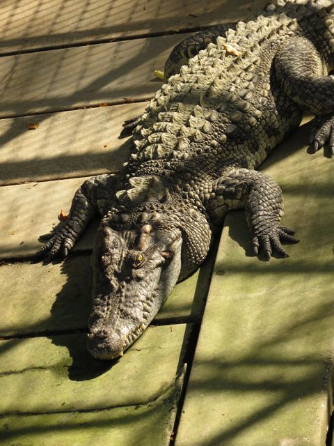 Kunpa tietäisit, että lajitoverisi oli juuri lautasellani...