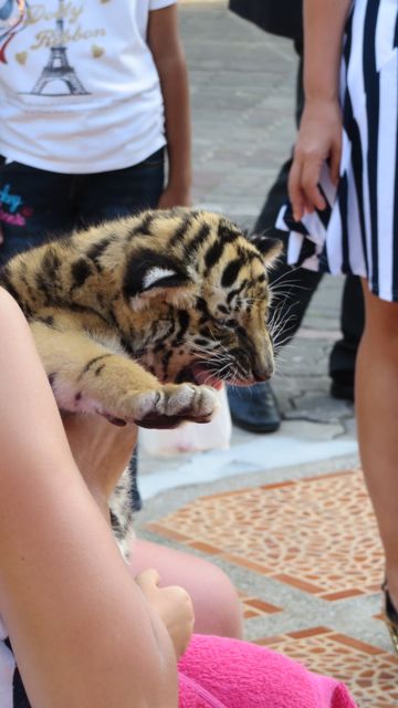 Tiikerinpentu ei oikein viihtynyt turistien sylissä kuvattavana...