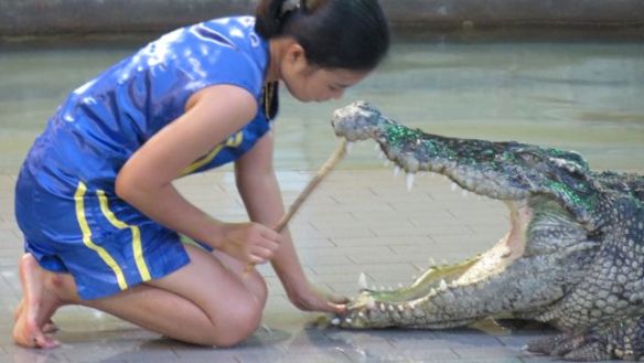 Kouluttajat hieroivat ja koputtelivat krokotiilien ikeniä ja kuonoa, kai se oli jonkinlaista viestintää...