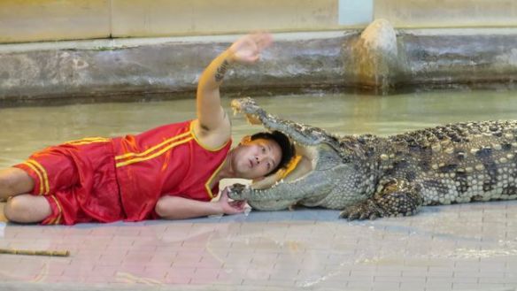 Krokoilla tuntuivat napsahtelevan leuat kiinni aivan yllättäen, onneksi ei juuri tällä hetkellä