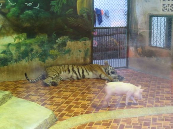 Tikru ja Babe? Tämän yhdistelmän logiikka ei aivan selvinnyt, ilmeisesti olivat kuitenkin vanhat tutut