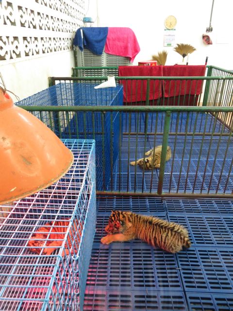 Aivan pieniä tiikerinpentuja