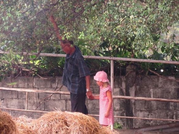 Ja sedän kanssa hakivat poneille herkkuja