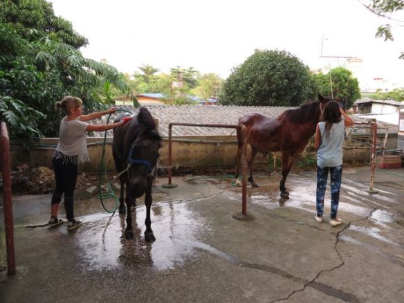 Lopuksi hepat saivat nauttia ihanasta viileästä pesusta