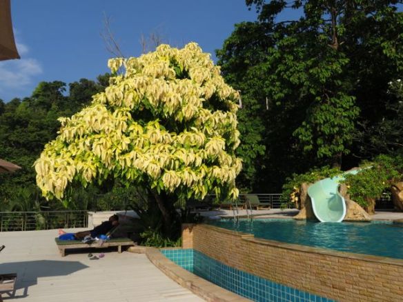 Nyt löytyi varmasti suurin koskaan näkemäni joulutähti!